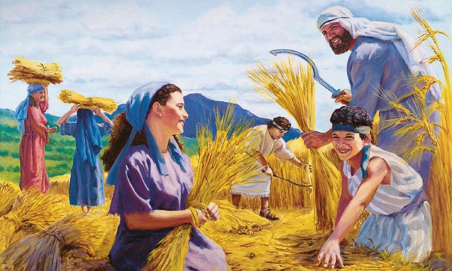 Люди собирают снопы пшеницы